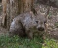 /album/endangered-animals/hairy-nose-wombat-jpg/